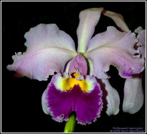 Lc. John Mossman 'Gene's Choice'