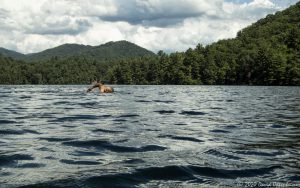 Lake Santeetlah Swimming